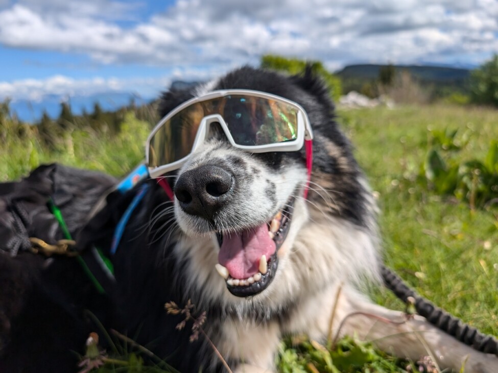 Saana, la mascotte d'Aventure Nordique (Border Collie), en bivouac dans le massif du Vercors