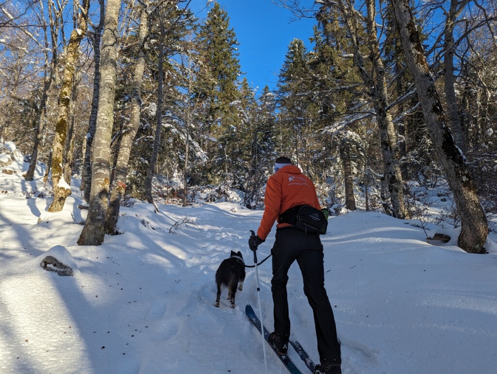 Ski joering avec son chien - En ski de randonnée nordique (Vercors)