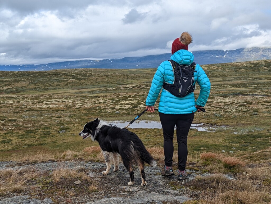 Faire de la randonnée et du trekking avec un chien (Hardangervidda - Norvège)